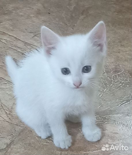 Отдам котёнка в добрые руки