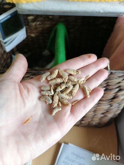 Сверчки, тараканы для насекомоядных