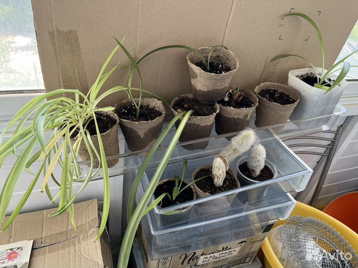Хлорофитум саженцы, рассада