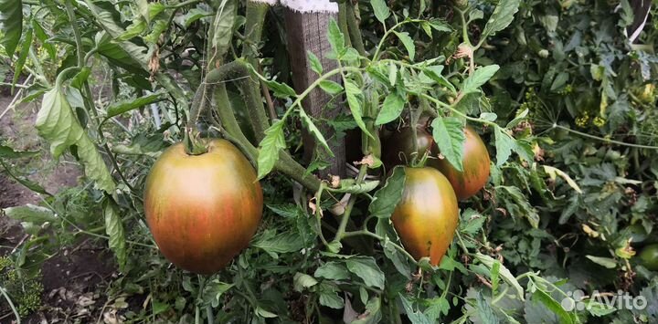 Рассада помидор