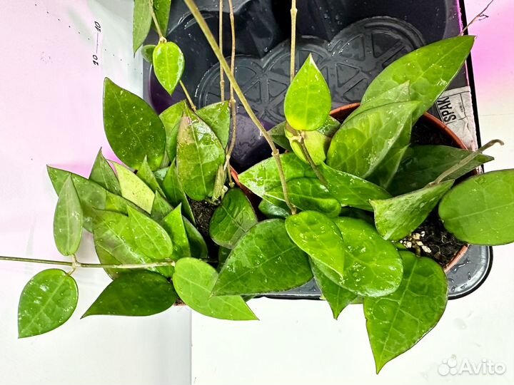 Хойя параситика блек едж