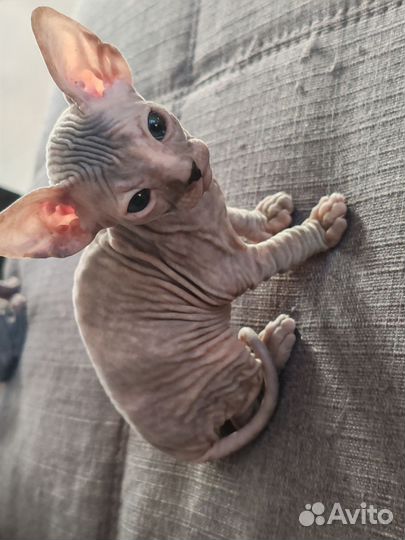 Донской сфинкс