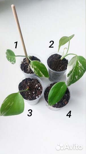 Монстера Альба вар