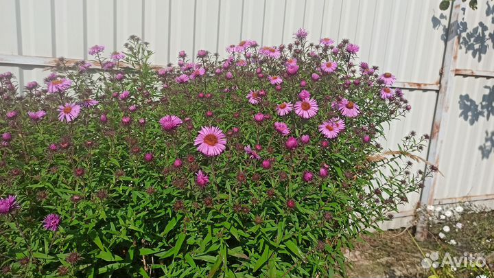 Сентябрины рассада