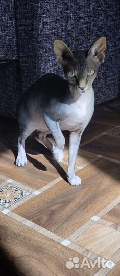 Канадский сфинкс девочка