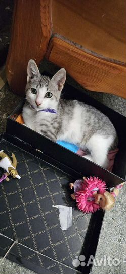 Котенок мальчик