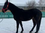 Карачаевские лошади Башкортостан