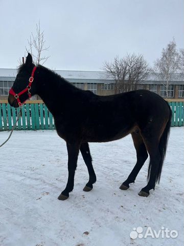 Карачаевские лошади Башкортостан объявление продам