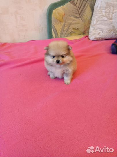 Девчули-красотули