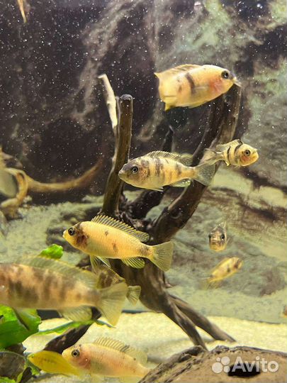 Рыбки цихлиды, Зебра мармеладная мальки