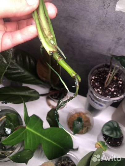 Сингониум неон робуста