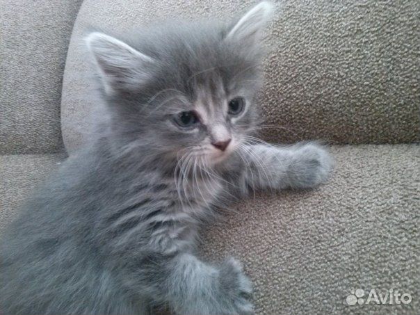 Котенок