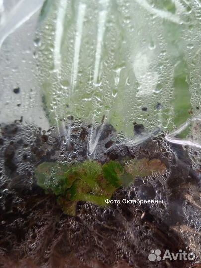 Укоренëнные листья глоксиний