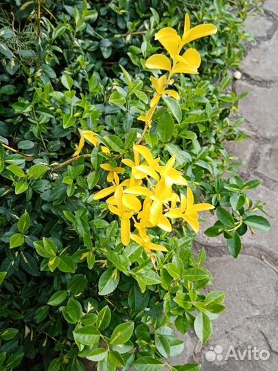 Растения для сада