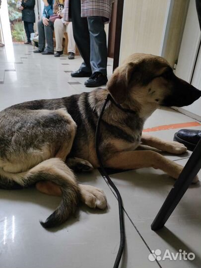 Отлов животных для стерилизации