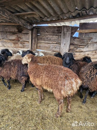 Курдючные барашки