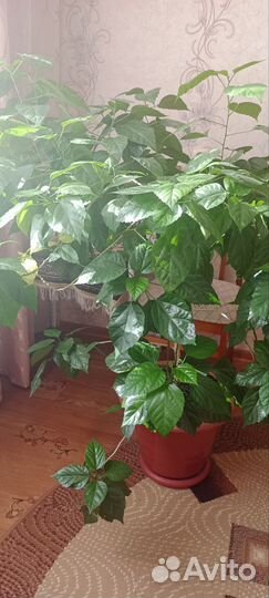 Гибискус китайская роза