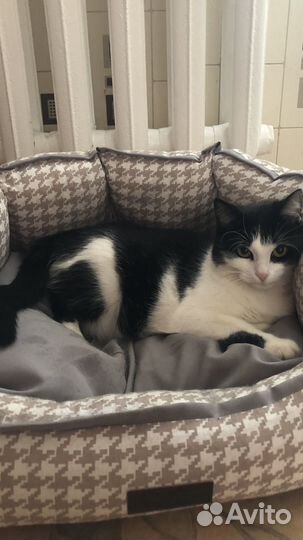 Кошка отдам