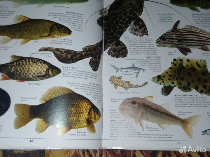 Животный Мир. Серия 