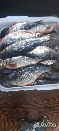 Свежая рыба
