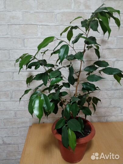 Фикус бенджамина тёмно-зелёного цвета