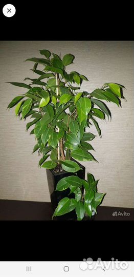 Фикус бенджамина