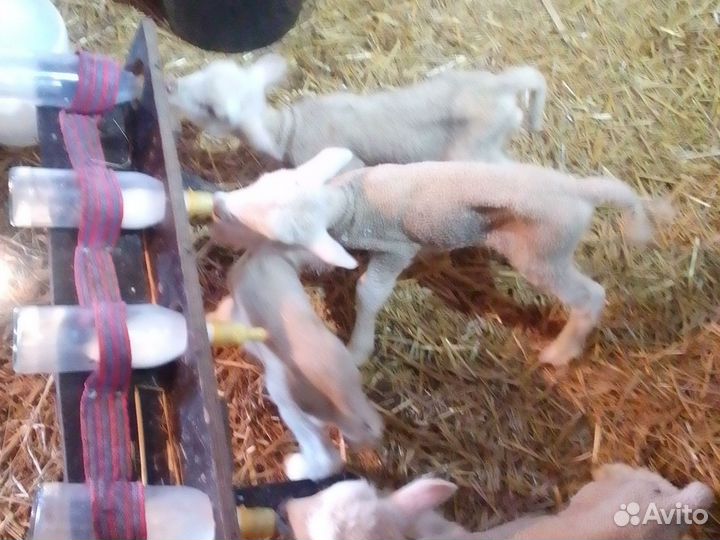 Овцы бараны ягнята