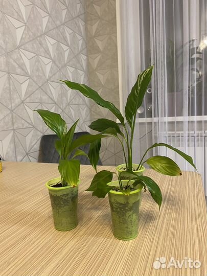 Спатифиллум, «женское счастье»