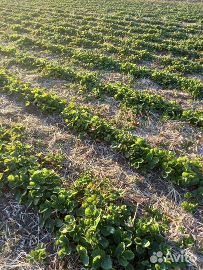 Рассада клубники