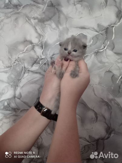 Продам Шотландских вислоухих котят