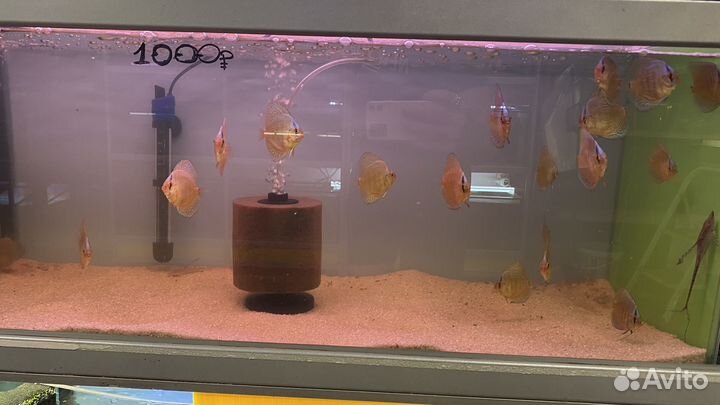 Рыба Дискус