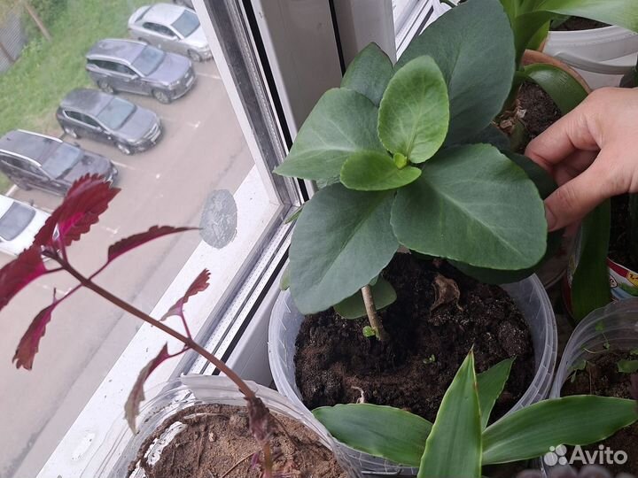 Каланхоэ блосфельда(лечебное)