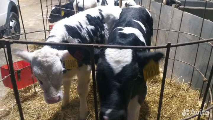 Телята голштино холмогоры от 3х недель