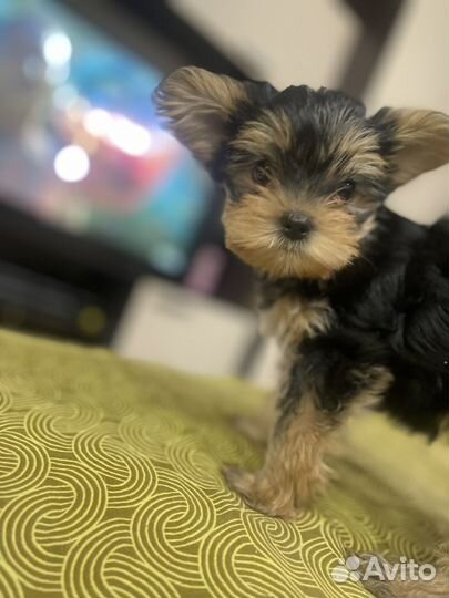 Йоркширский терьер