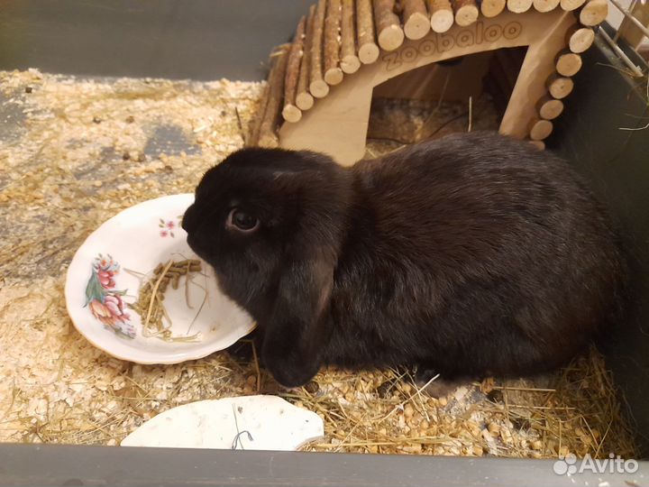 Кролик вислоухий
