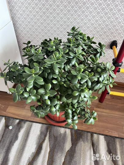 Денежное дерево толстянка