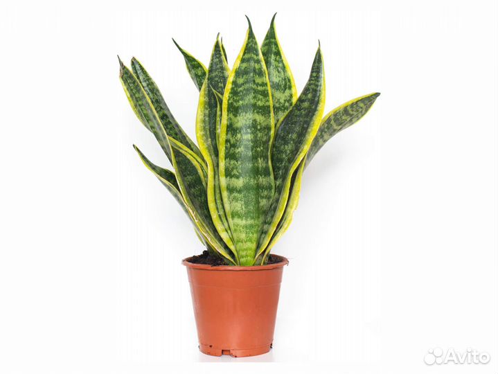 Сансевиерия Футура Суперба (тёщин язык) 12/30 см