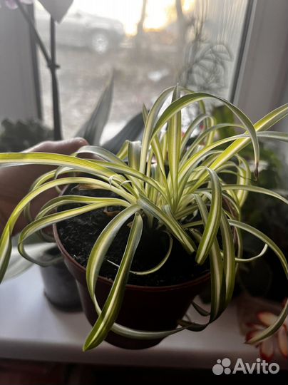 Хлорофитум кудрявый