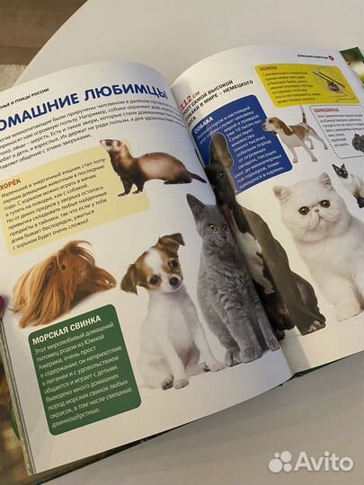 Энциклопедия для детей - Животный мир России