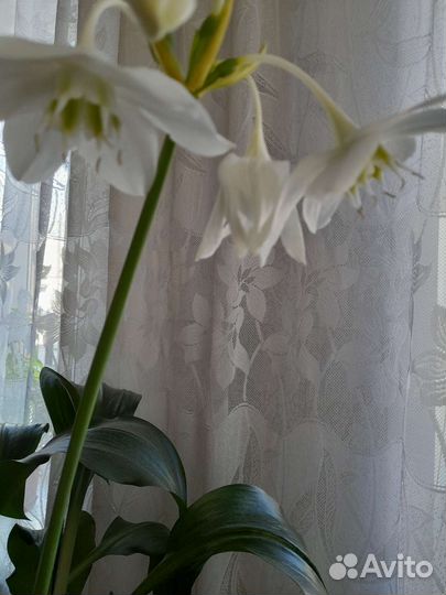 Эухарис амазонская лилия