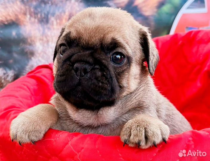 Мопс щенок мальчик