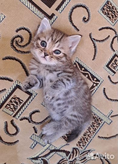 Шотландский котёнок