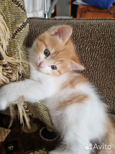 Отдам в добрые руки