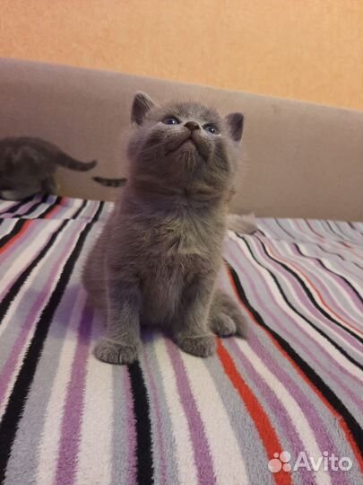 Кошка в дар