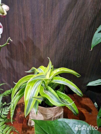Драцены разные сорта