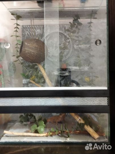 Реснитчатый бананоед с террариумом и кормом