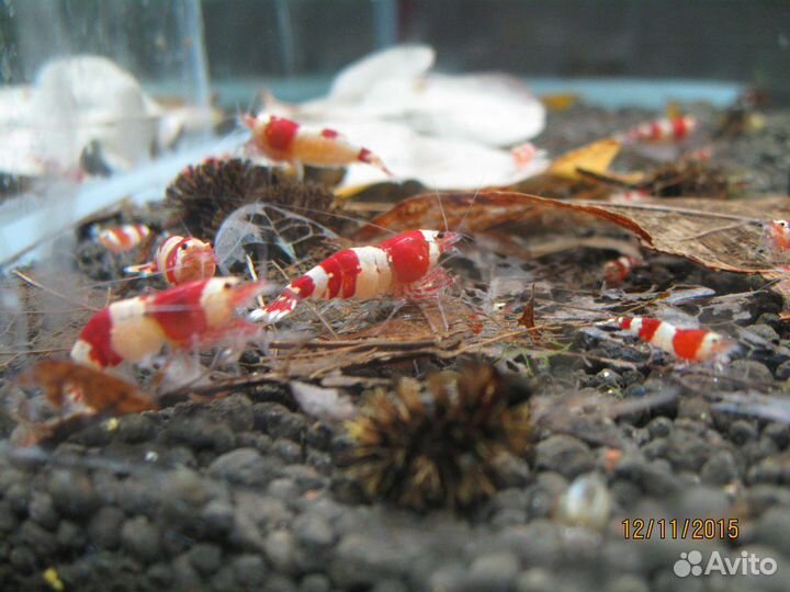Аквариумная креветка черный кристалл