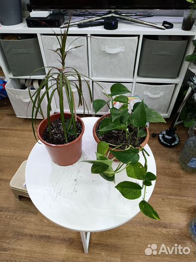 Цветы большие в горшках по 200