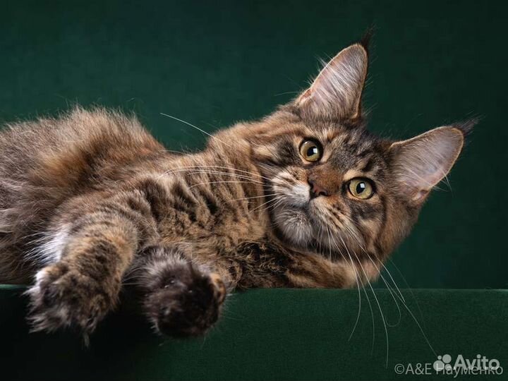 Ищем новый дом кошечке породы мейн-кун