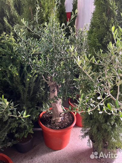 Олива, дерево, в наличии